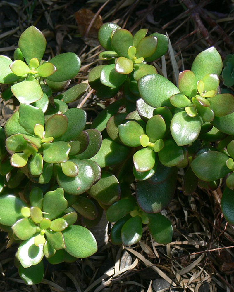 Jade Plant